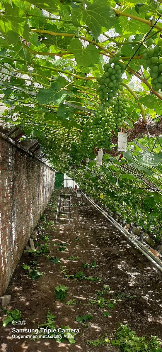 Goodmorning everybody, have a great day 💚💚
(Grape greenhouses in my village)