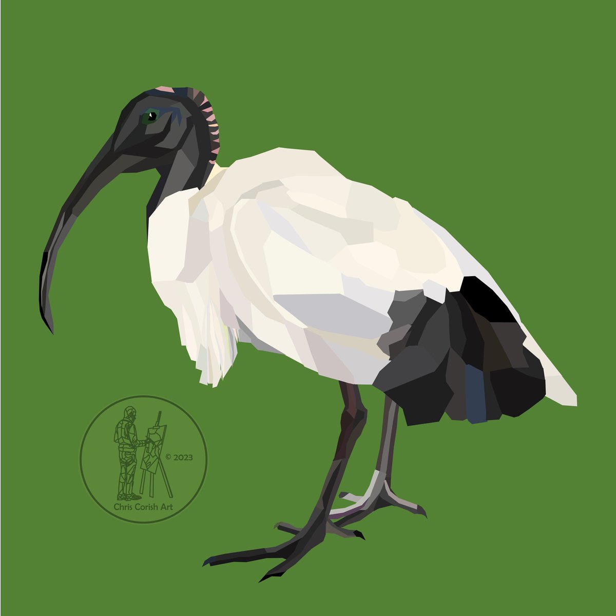 #Ibis #ibisbird #Australianart #brisbane #welshart #englishart