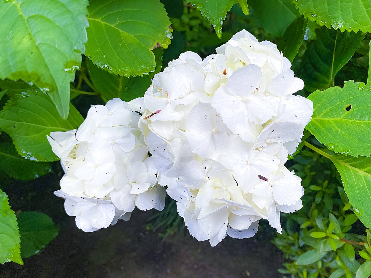 Deidara_Botchi's tweet photo. Hi!
I'm a #DeidaraBotchi .
I'm here at the #MeigetsuinTemple.
Also known as the ' #AjisaiDera ( #HydrangeaTemple )'.
#Meigetsuin #MeigetsuinBlue
#Hydrangeas #HimeHydrangea #MakinoHimeHydrangea
#Kamakura
#Kanagawa
#Japan
#Nuidori
#WoolFelt #NeedleFelting #NeedleFelt https://t.co/ytWVMsbjgK