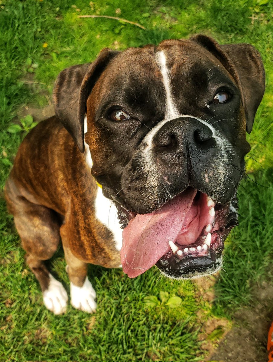 Miss Juno is bright-eyed and ready to take on the day!
❤🐾🐶😝🐕🐾
#brindleboxer #boxerpuppylove #FridayEve #walkinthedoginwhitby #walkinthedog