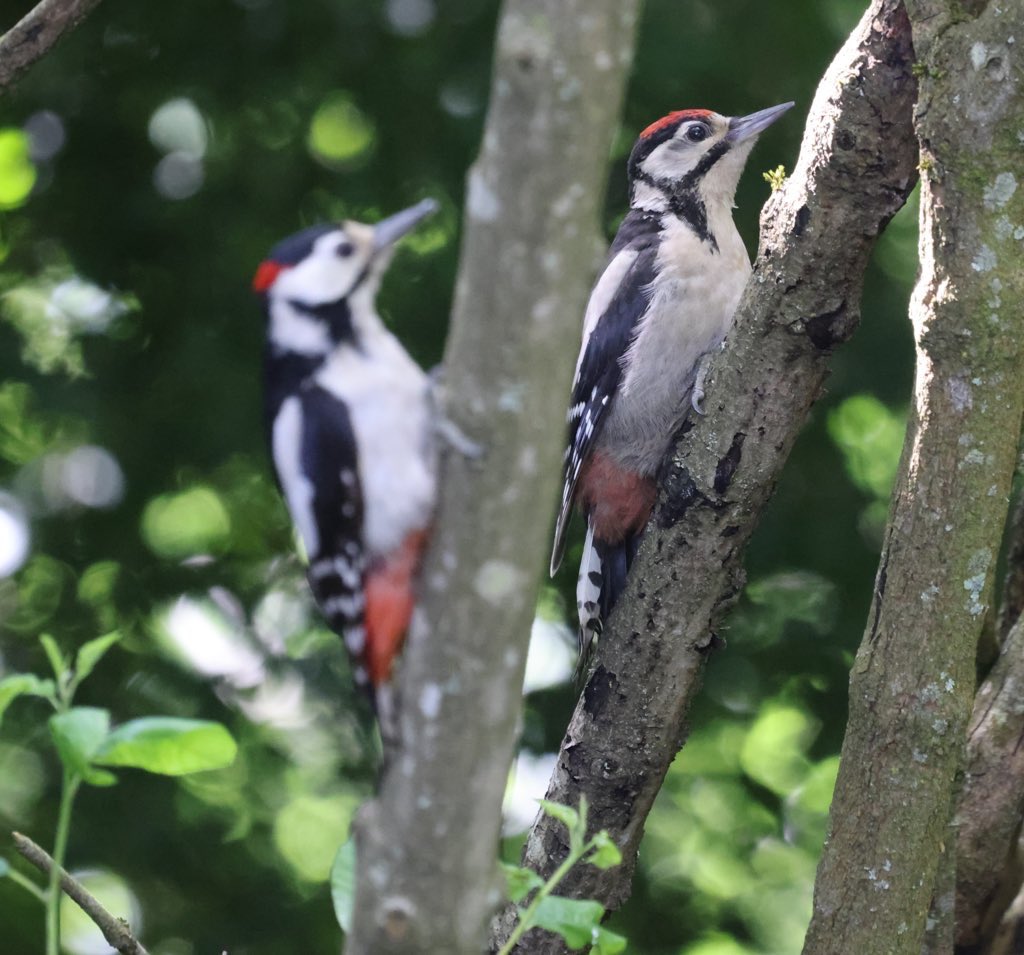 Woodpeckers, one near one far #woodpecker #BBCWildlifePOTD #bird #birding #birdlovers #birdoftheday #birdphotography #birds #BirdsOfTwitter #BirdsSeenIn2023 #BirdsUp #birdwatcher #BirdUp #birdwatching #bbccountryfilemagpotd #wildlifephotography