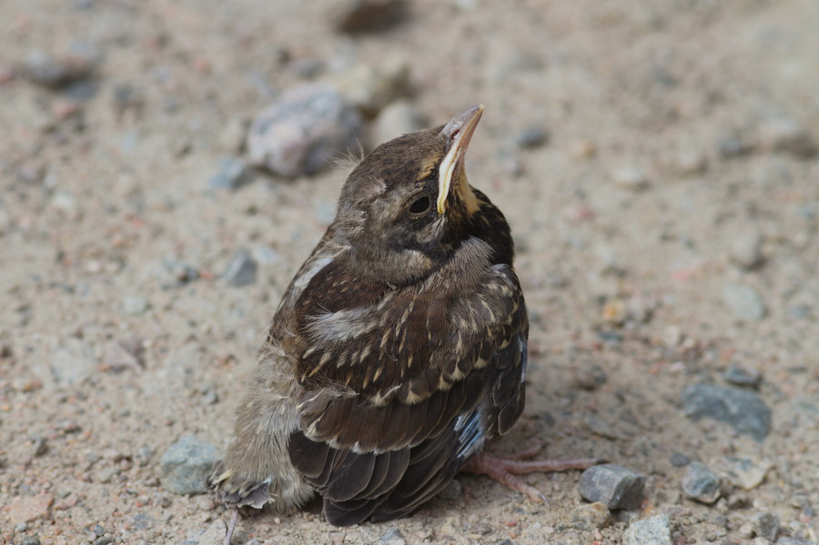 BirdlifeSuomi's tweet photo. Muistetaan myös juhannuksena taata linnuille #pesimärauha: lintujen pesimäsaarille ei pidä rantautua ja sattumalta löydetyt linnunpesät sekä myös orvoilta vaikuttavat linnunpoikaset on syytä jättää rauhaan. Lue lisää: https://t.co/JLBz7wpM8X
📷: Tero Toivanen
#linnut https://t.co/sCCY40HnLM