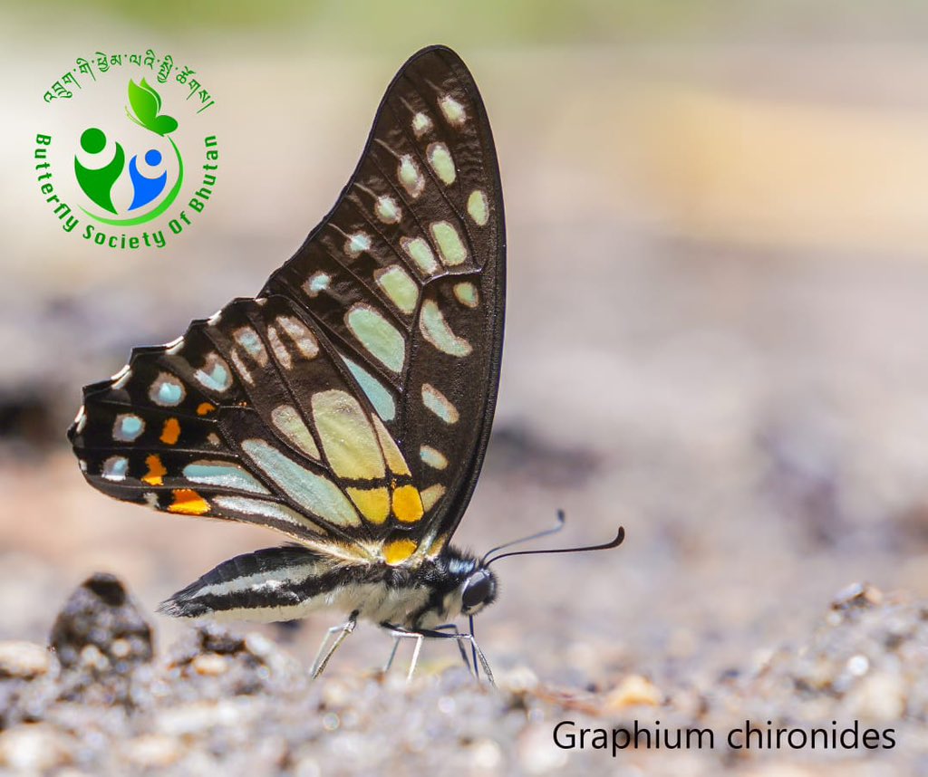 Bhutan Biodiversity Portal tweet media