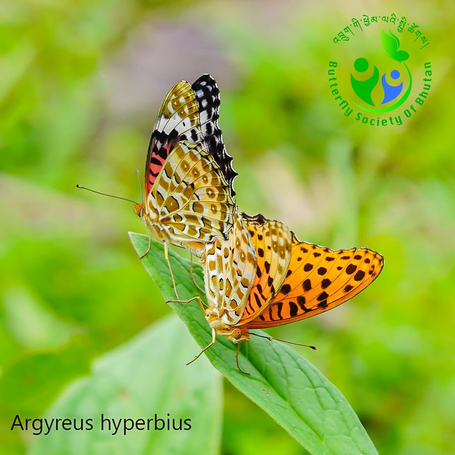 Bhutan Biodiversity Portal tweet media