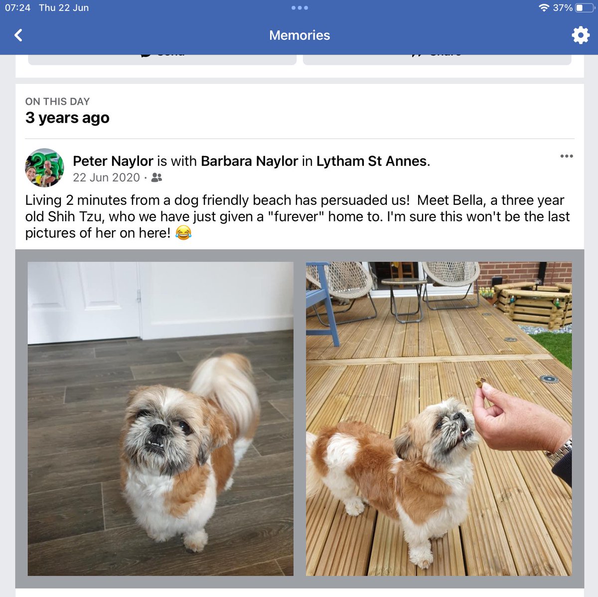 Hey, it’s my gotcha day! I’ve been living my best life for 3 years now. That’s half of my life to date… defo the best half! 
What’s more I’ve made lots of pawsome pals on this Twitter thingy! Thank you for sharing my adventures xx

#DogsOfTwitter 
#dogsoftwitter 
#CatsOfTwitter