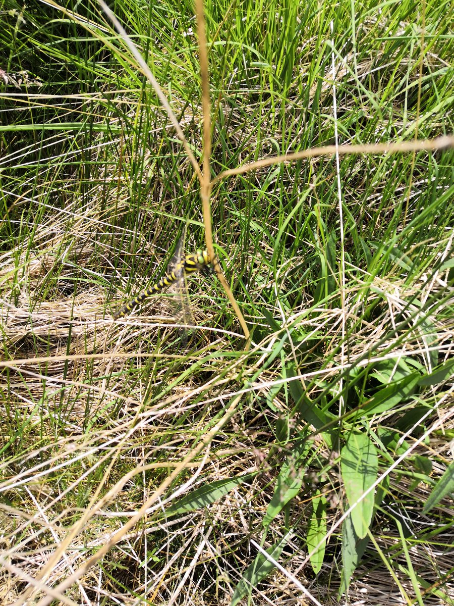 A Golden ringed dragonfly perching in the long grass of Corehead. <a href="/BordersForest/">Borders Forest Trust</a>