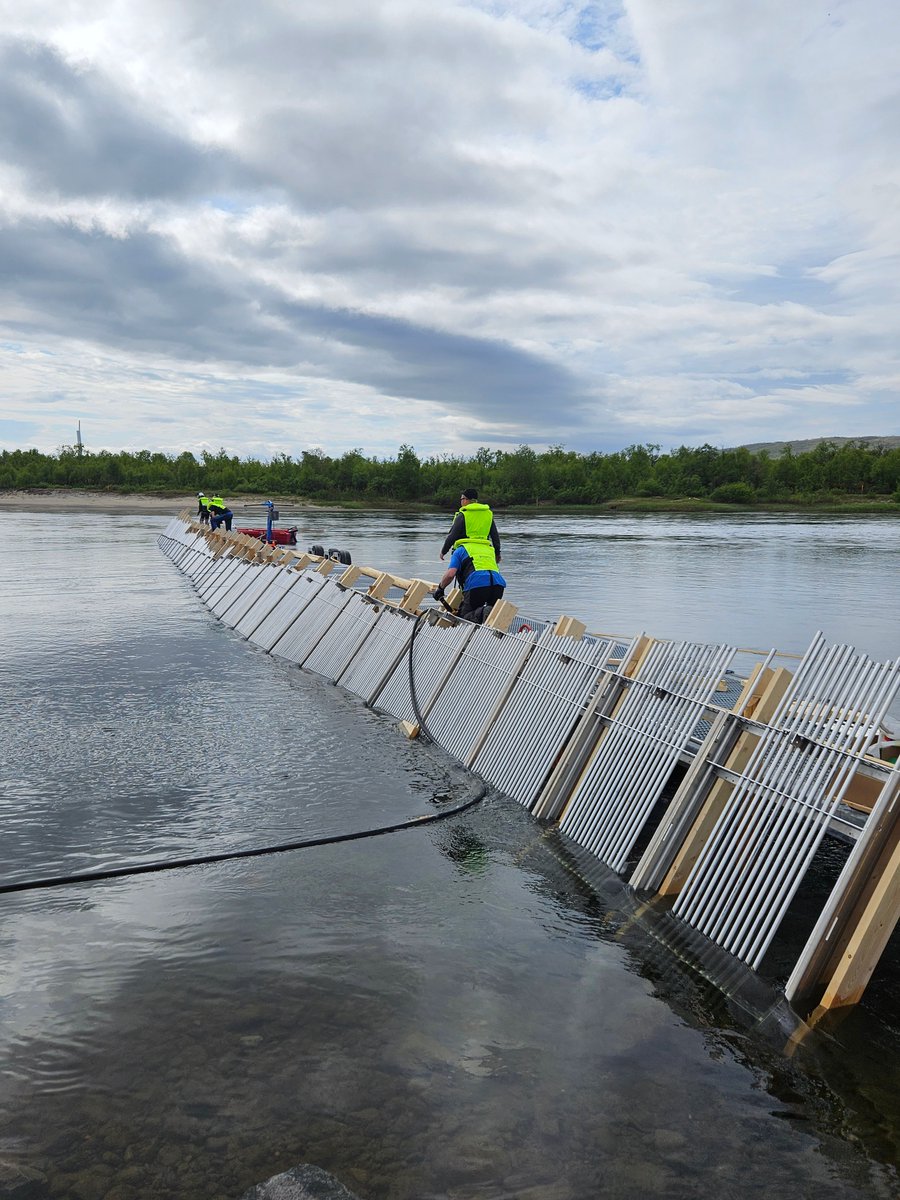 Aldri før har pukkellaksen blitt bekjempet i et slikt omfang. I Finnmark etableres nå fiskefeller nært munningen i  elvene for å hindre pukkellaksen i å komme opp i elvene. Veterinærinst. bygger nå en stor fiskesperre i Tana på oppdrag fra Miljødir. Foto: R. Sandodden #pukkellaks