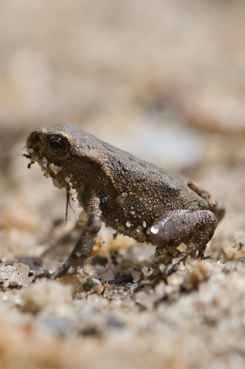 A small juvenile common toad.Young toads, known as toadlets #ThePhotoHour #dailyphoto #PintoFotografia #photography #fotorshot #Viaastockaday #art #photooftheday #photographer  #portraitphotography #Macro
#wildlifephotography #toads @MacroHour