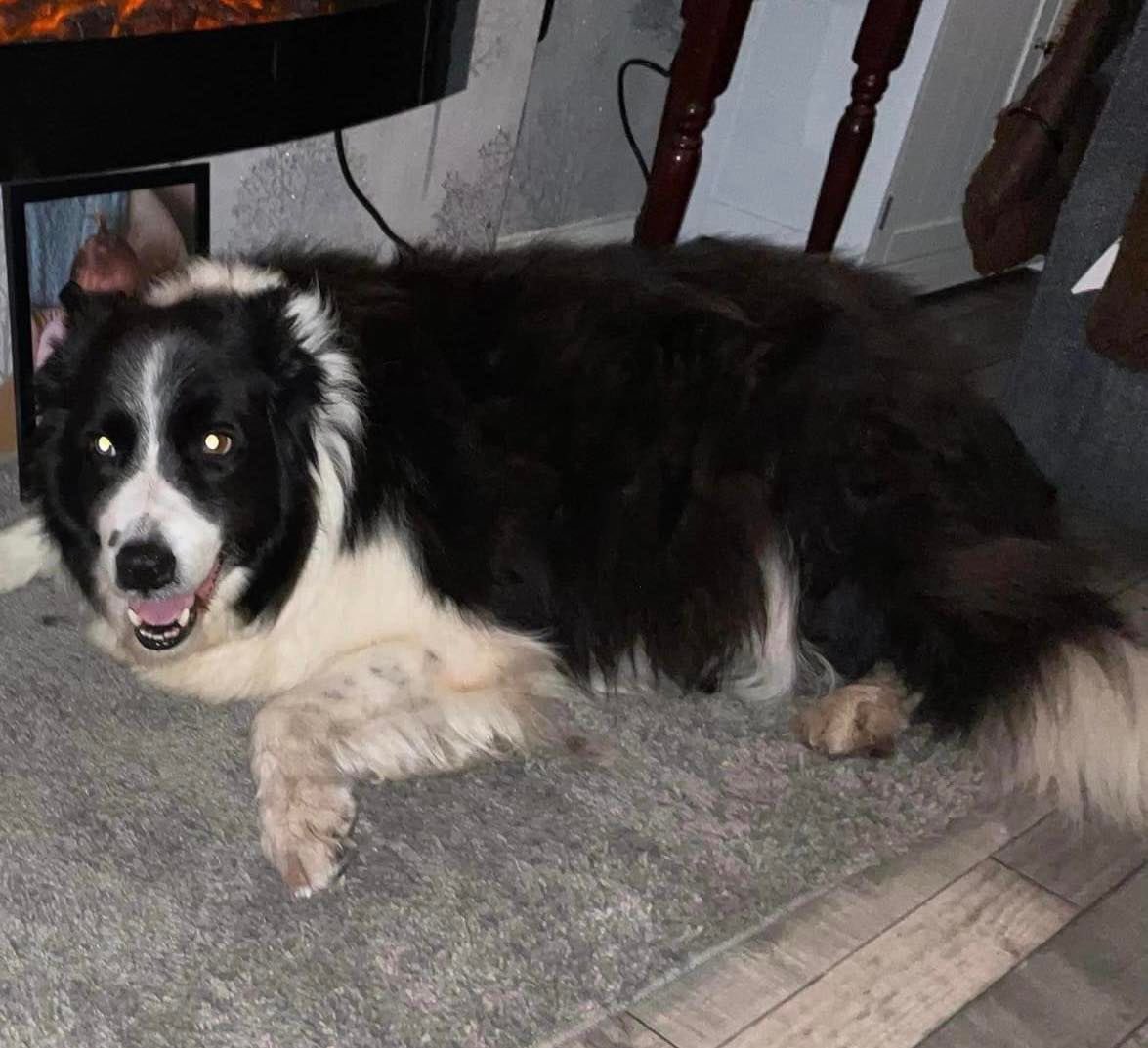 SolihullUpdates's tweet photo. #UPDATE 22/06/23 Scamp is still #MISSING. Please continue to keep a look out for him and RT this appeal. #Solihull https://t.co/H3s023RW7H