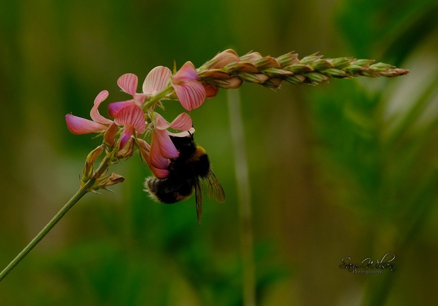 Bees! #InsectWeek23 #InsectThursday #NaturalBeauty #naturelovers