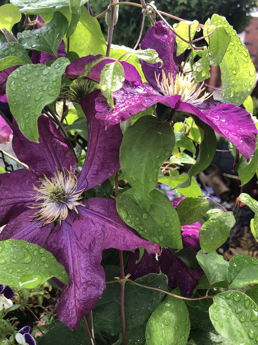 Happy Thursday everyone! Clematis in my little garden after the rain! #ClematisThursday Have a great day 💜💜