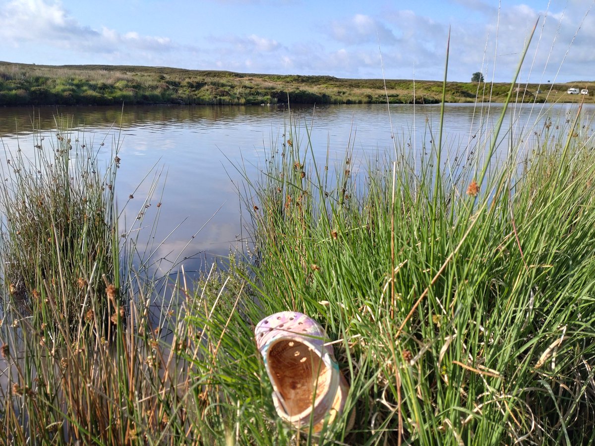 AberVoice's tweet photo. Be careful if you're thinking of having a dip in Keepers pond, just spotted a croc lurking in the reeds! https://t.co/tPRcn1UQrx