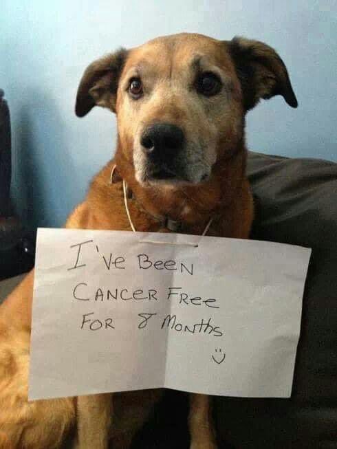 Doglovers_26's tweet photo. Send him some love and hugs 🤗
#dogs #DogsofTwittter #DogsOnTwitter #Doglovers_26 #dogsarelove #Dogsarefamily #puppies #UnitedStates https://t.co/PfXgYJbzcX