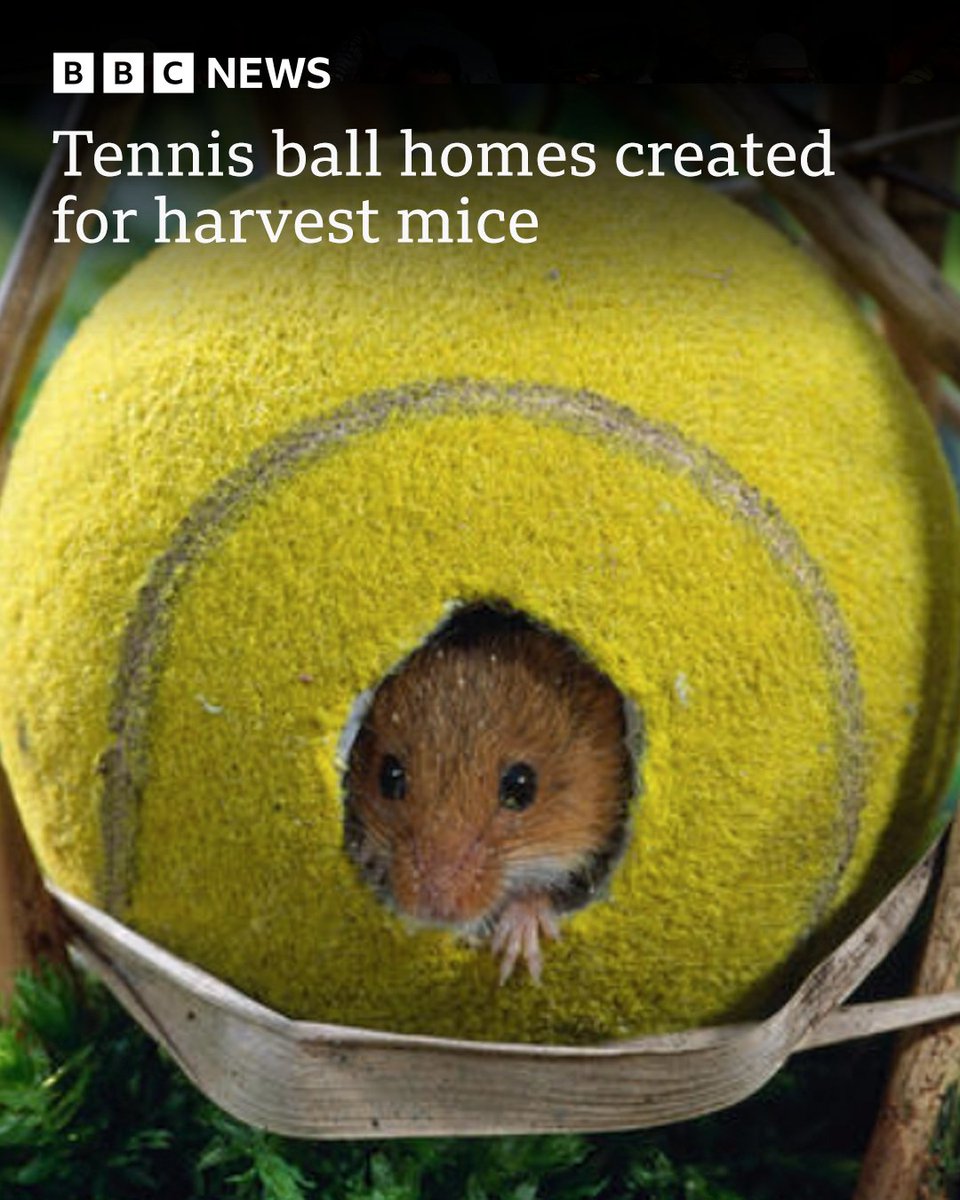 Cuteness overload 😍

Welsh Water has used old tennis balls to make these little homes for harvest mice at Llandegfedd Reservoir in Newport

The shelters are designed to protect the mice from bad weather and predators

More Wales news: bbc.in/3NoimZc
