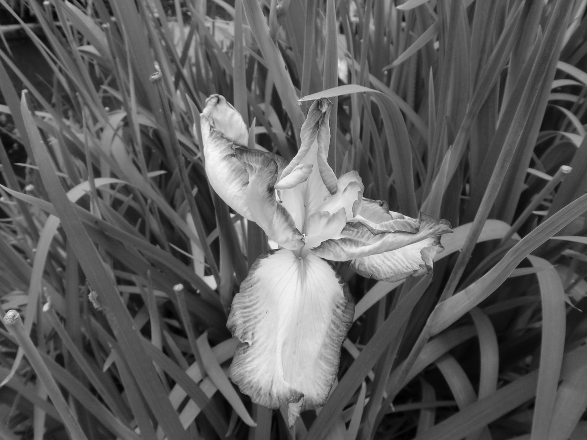 fubt50's tweet photo. ://rosephoto-ac.com/profile/1219692 #6月 #春 #ハナショウブ #flowers #flower #花 #アイリス, #iris, #植物 #モノクロ写真のハナショウブ #白黒写真のハナショウブ #whiteiris #monochrome #photography https://t.co/BXIsPfF5mU