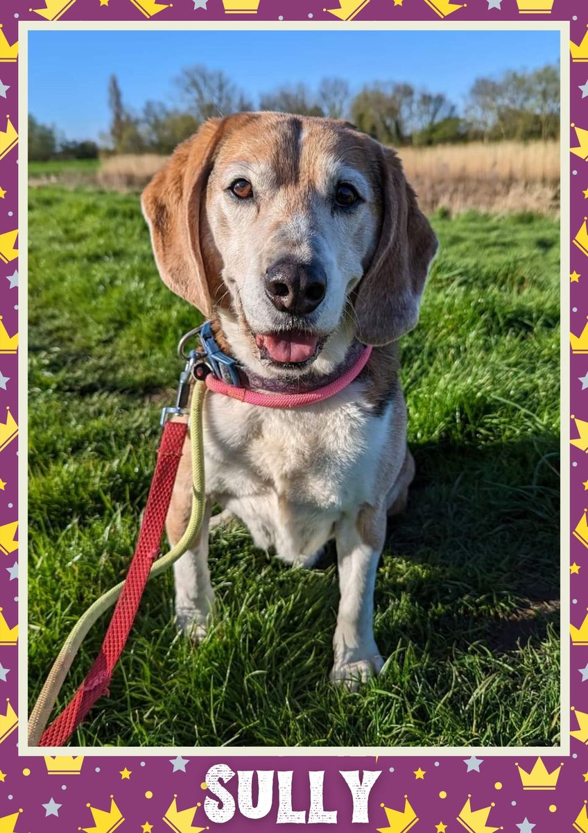 Handsome Sully would like you to retweet him so the people who are searching for their perfect match might just find him 💚🙏 oakwooddogrescue.co.uk/meetthedogs.ht… 
#teamzay #dogsoftwitter #rescue #rehomehour #adoptdontshop #k9hour #rescuedog #adoptable #dog