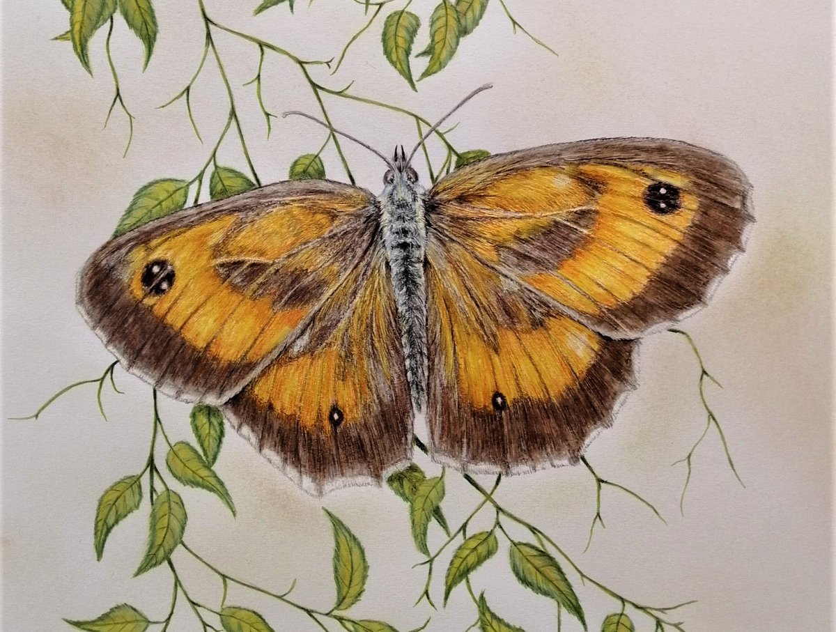 Butterflies of the world. Nature&Art. Orange series
A pleasure to draw these beauties! : Lycaena phlaeas, Aglais urticae, Pyronia tithonus.
Watercolour pencils, natural elements & rainwater to mix the pigments #butterflies #naturelovers #wildlife #wildlifeprotection #art #nature
