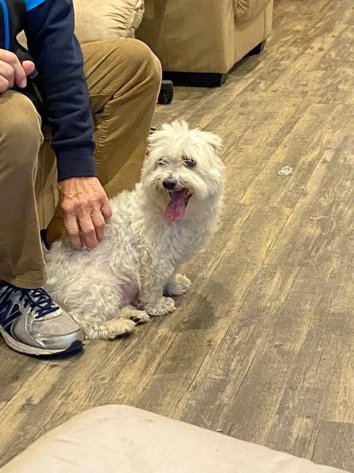 GroomingPMandy's tweet image. Full groom! Look how cute this fur baby is after his full groom. He was so happy!