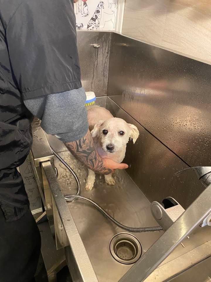 GroomingPMandy's tweet image. Full groom! Look how cute this fur baby is after his full groom. He was so happy!