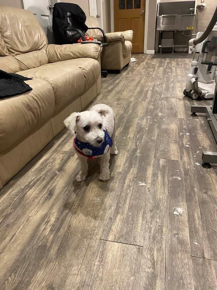 GroomingPMandy's tweet image. Full groom! Look how cute this fur baby is after his full groom. He was so happy!