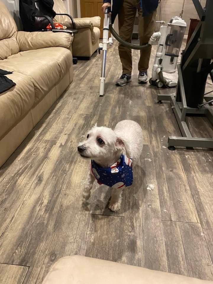 GroomingPMandy's tweet image. Full groom! Look how cute this fur baby is after his full groom. He was so happy!