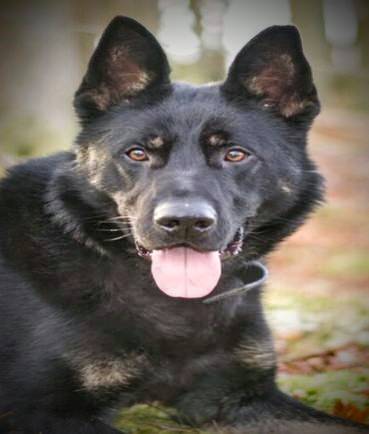 PSOSDogs's tweet photo. When officers saw a man enter the secure compound of premises last night in Dundee, they called #PDRocky &amp; #S385. PD Rocky tracked &amp; found him hiding behind some timber; he was arrested for breaching a curfew &amp; for likely being there to steal, result!

#HideAndSeekChampions https://t.co/vDlbkp6WlF