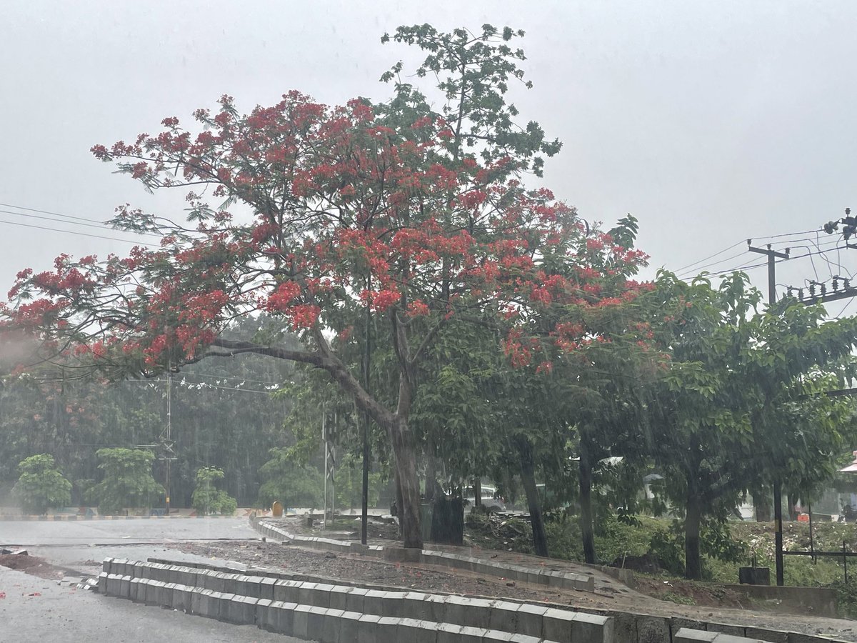 minatis_journo's tweet image. #rain #monsoon #rainlove #pehlibarish