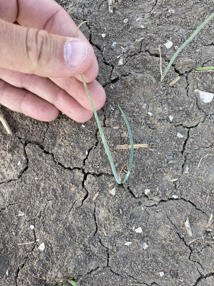 R. van Wesemael b.v. tweet media