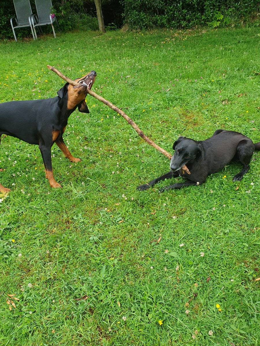 A stick big enough for two 😀 #sharingiscaring #itwontlast #Damson #Dobermann #Fred #dogsoftwitter