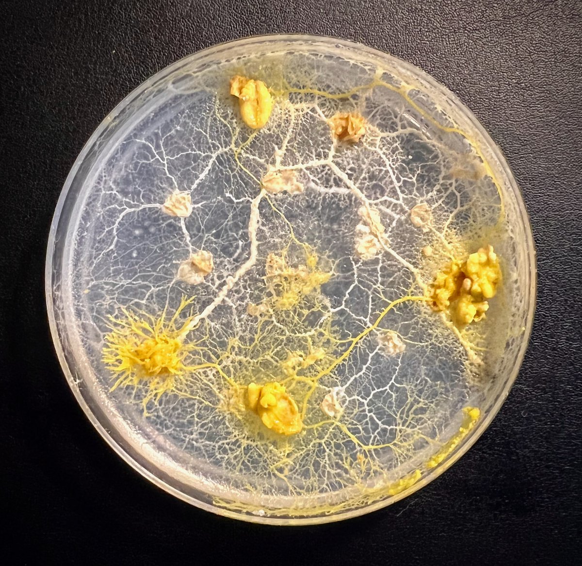 Anyone interested in #WickedProblems, breaking the rules, intellectual insurgency, and international development at #BISA2023 put on by @MYBISA ?  Come and hang out today in Argyll (Marriott) at 15:00 - there will be slime mould!

indico.bisa.ac.uk/event/241/time…