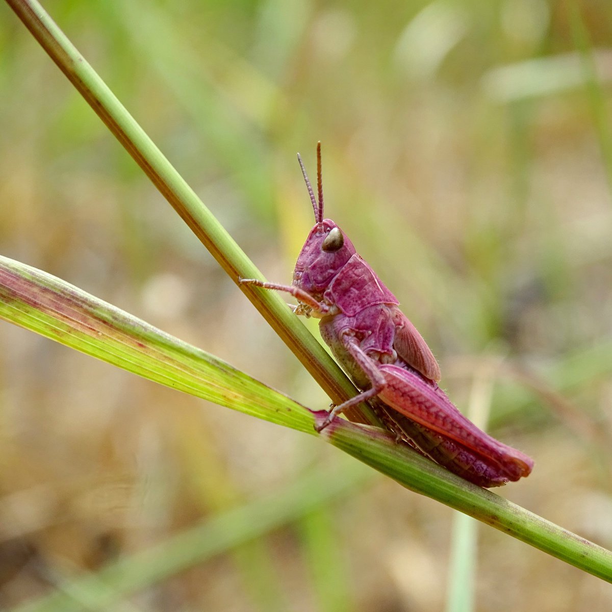 This little one hopped right into my heart 💖

A stunning Common Field grasshopper (Chorthippus brunneus). This species is super variable in colour. I finally set my eyes on a PINK one yesterday, and on my local patch (at work)! 🦗#NMCCbiodiversity

#InsectWeek #InsectWeek23