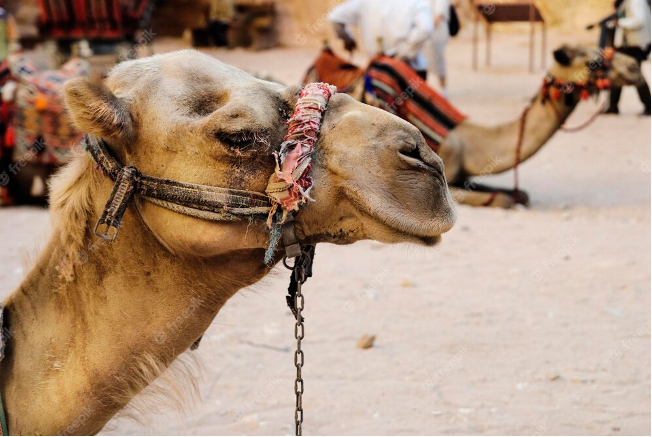 The 22nd of June is #WorldCamelDay 🐫

In the tourism industry, most camels are worked to exhaustion and sometimes death. On top of carrying tourists up steep slopes for hours on end in the extreme heat, these animals are often beaten and whipped to speed up or obey commands.