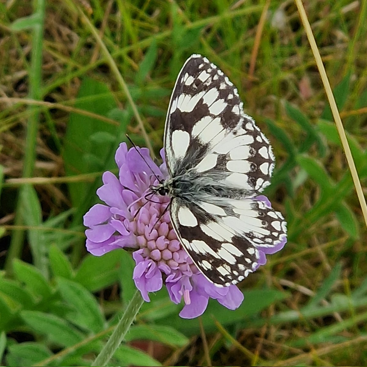 It's national insect week! Let's celebrate our six-legged friends... <a href="/insectweek/">Insect Week</a> #InsectWeek23