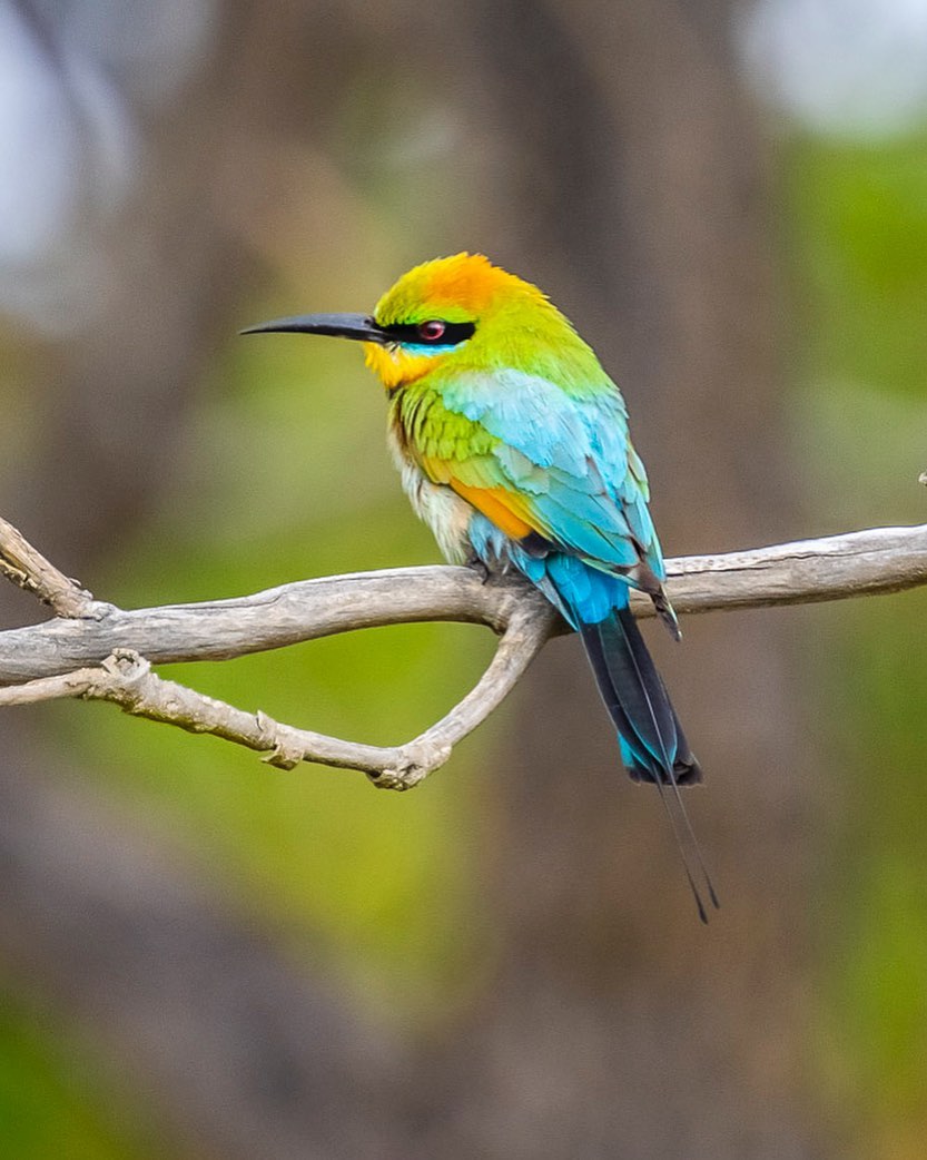 One of Kakadu’s most striking birds, the rainbow bee-eater can be found all over the park!

These pretty little birds are commonly seen darting about the open woodlands & paperbark forests that fringe Kakadu’s floodplains. 

📷Image credit: Heather McNeice