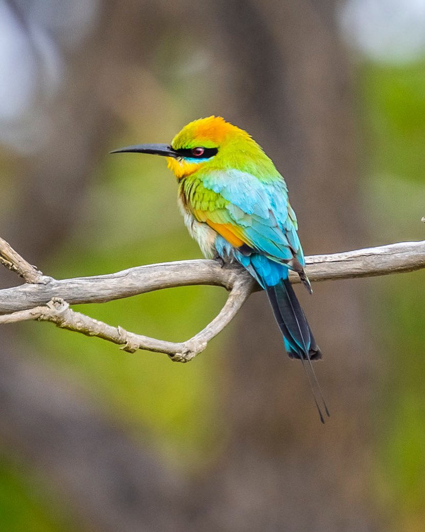 One of Kakadu’s most striking birds, the rainbow bee-eater can be found all over the park! These pretty little birds are commonly seen darting about the open woodlands & paperbark forests that fringe Kakadu’s floodplains. 📷Image credit: Heather McNeice