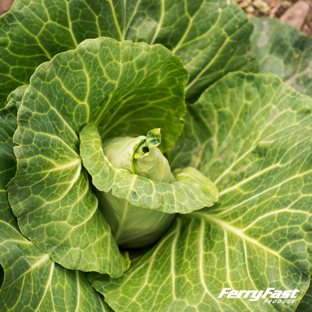 Freshly cut from our farms, Pre-packed Spring Cabbage (12s) in stock and ready to order 🇬🇧🚜🥬

#wholesale #wholesalers #ukproduce #freshproduce #produce #produceindustry #supportlocal #britishfarming #farming #growers #grower #britishproduce