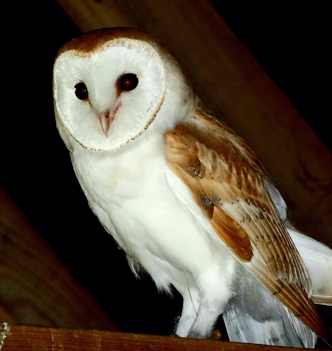 AdeysAlthorp's tweet photo. Barn owl (Tyto alba) perched high up in the rafters of one of the Estate's farm buildings.
These beautiful owls are benefiting greatly from the much increased pasture within the new farming regime at Althorp.
Conservation@althorp.com #barnowl #voles #organicfarming #owlboxes https://t.co/nfqg1FuQbX