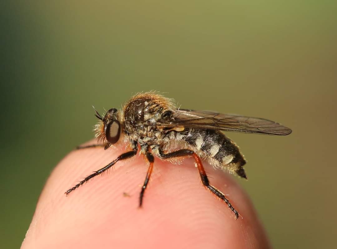 NickMott7's tweet photo. Robberfly Leptarthrus brevirostris female.
Upland rough limestone grassland with old mining spoil, NE Staffs.
Thorswood 18-6-23. Thanks @xylota for confirmation.
Don't think we have (m)any previous records for Staffordshire @StaffsEcology ?
#InsectWeek23 #InsectWeek https://t.co/Yz5Gyzvqfj