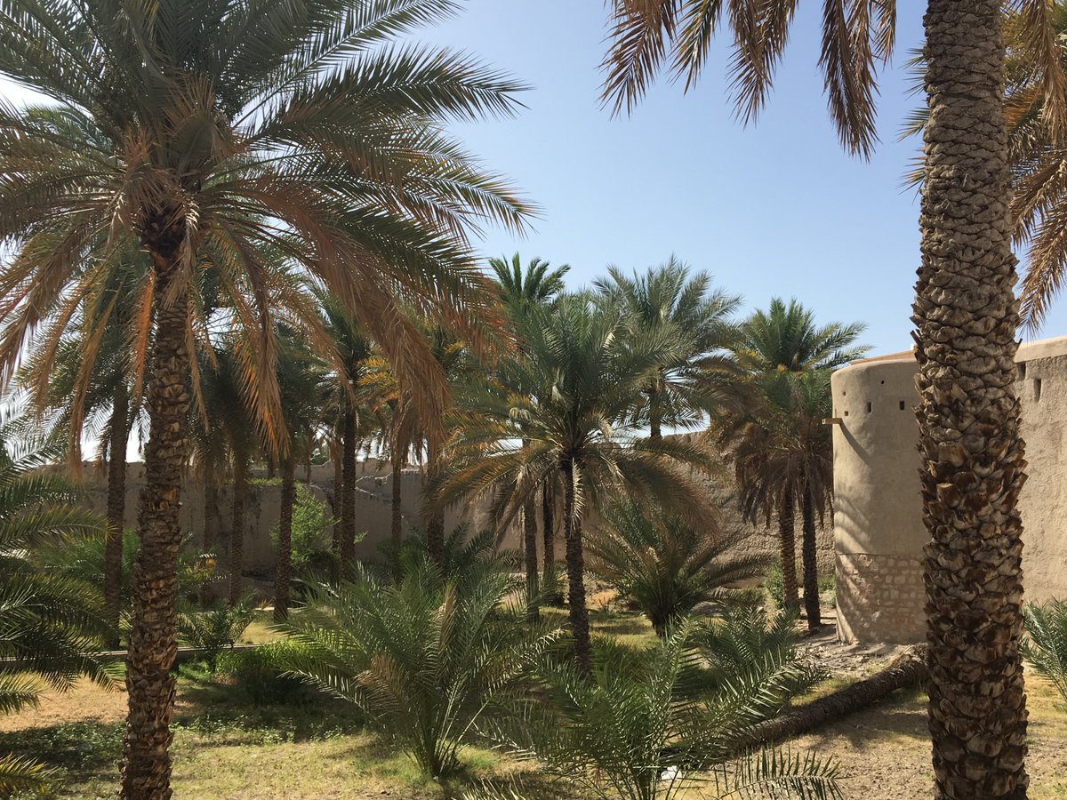 🚨 PhD/Postdoc offer
Unraveling the enigma of date palm cultivation in the southern Levantine region: Integrating genomic and seed morphometric approaches🌴
Reach out by PM for details and application details!
Please RT!