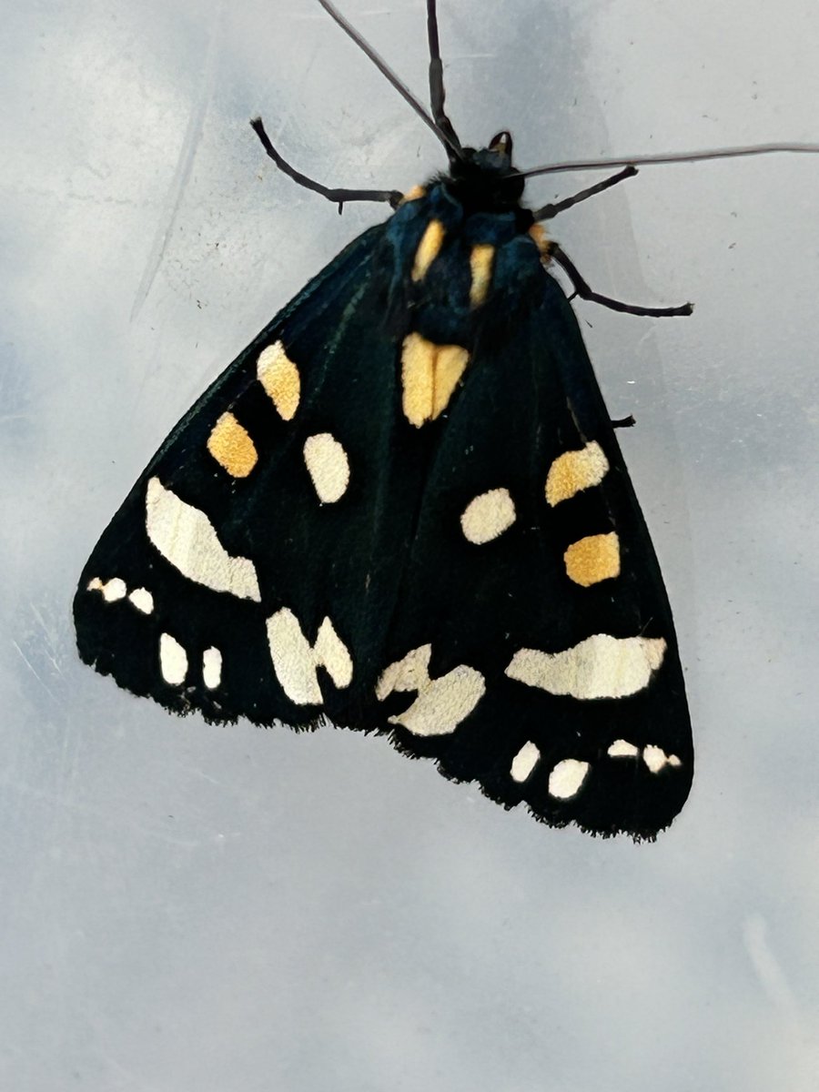 Gravesneil's tweet image. First garden record of Scarlet Tiger for me this morning, stunning moth #moths #vc55