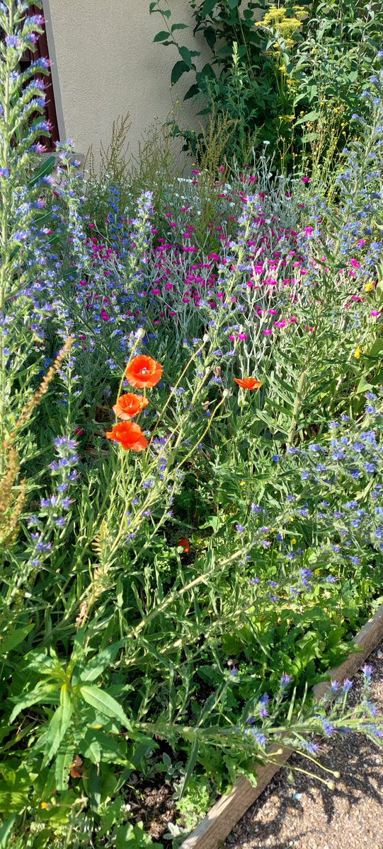 Woodland Routes to Wellbeing tweet media