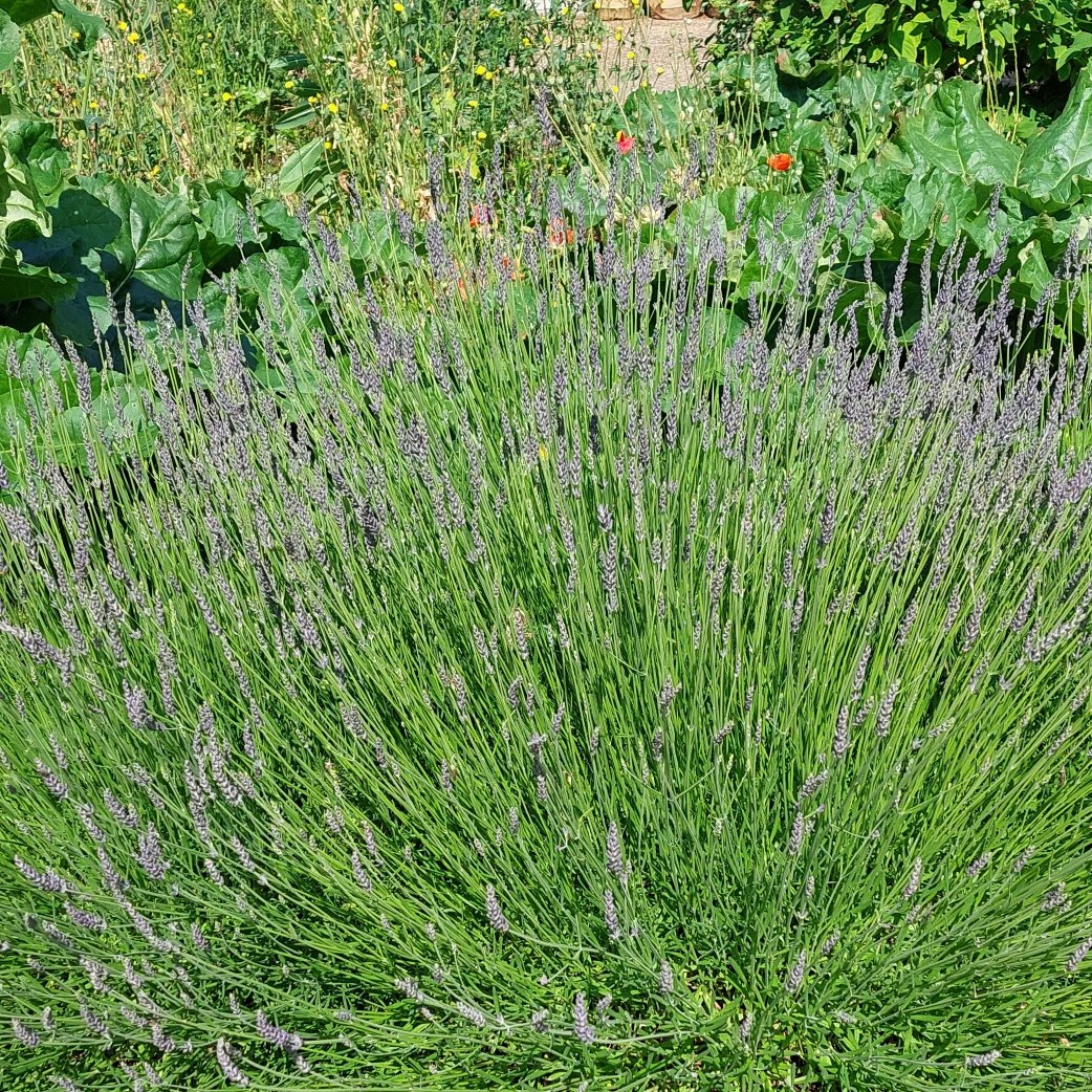 Woodland Routes to Wellbeing tweet media