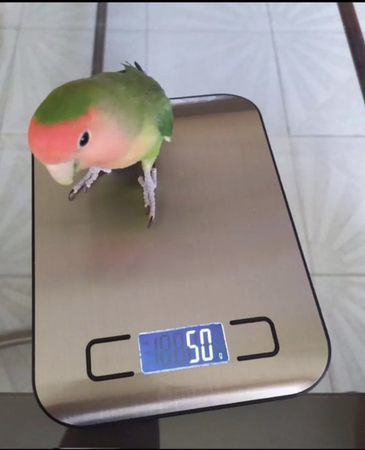 50 gramos de perico