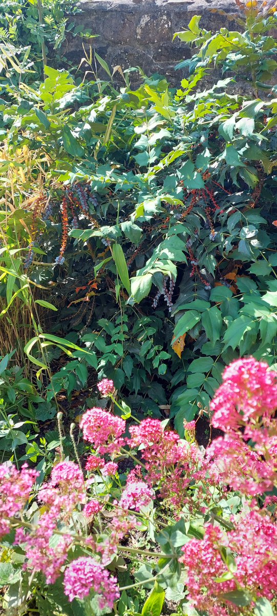 Duffryn Community Link tweet media