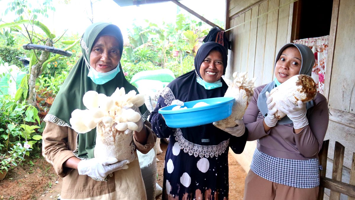 Oyster mushrooms grown on coffee husk: In South Sumatra, Indonesia, women in ICP projects apply ♻️ circular economy by reusing a by-product of coffee processing, produce 🍽️ nutritious and delicious food, and earn their own 💰♀️ income by selling it on local markets. 👏