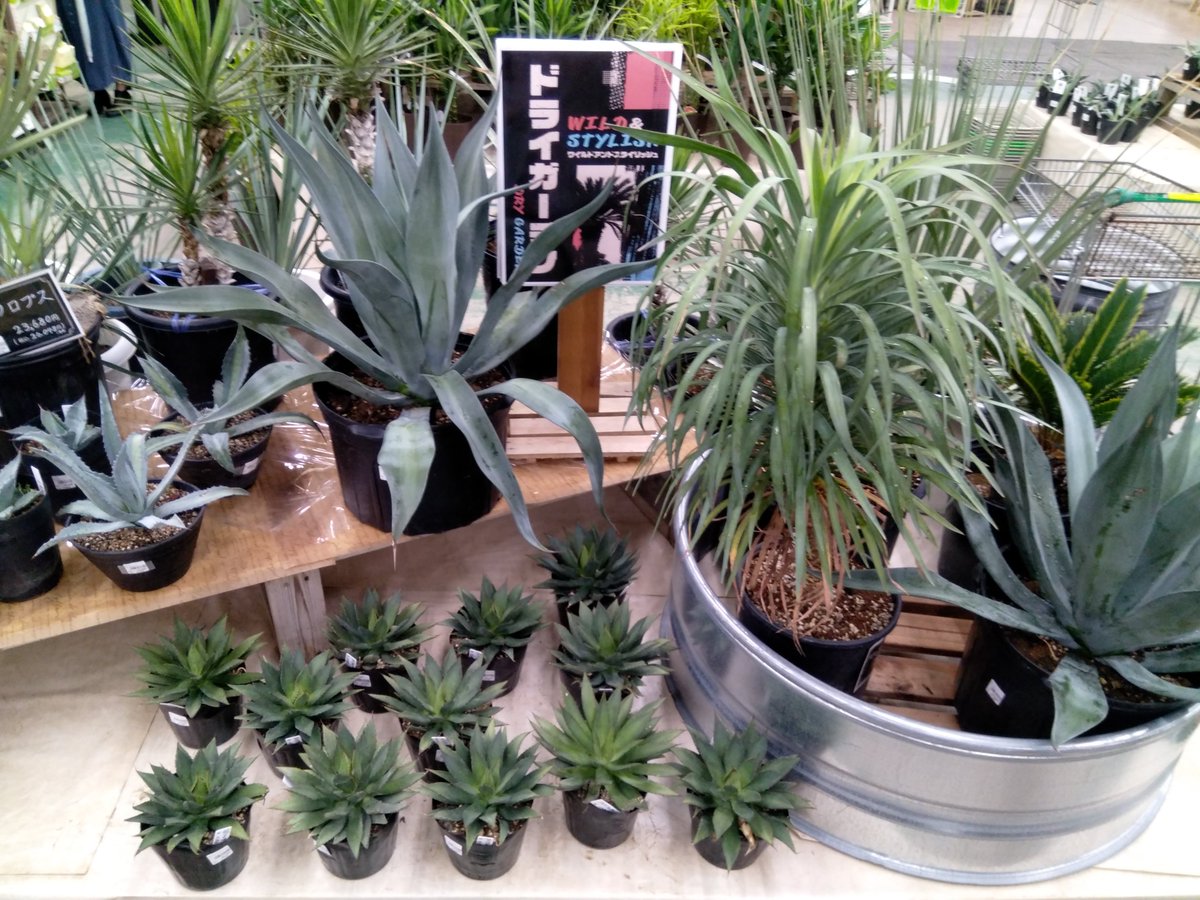 ガーデンセンター新田店】 緊急開催!!ドライガーデンフェア 人気の