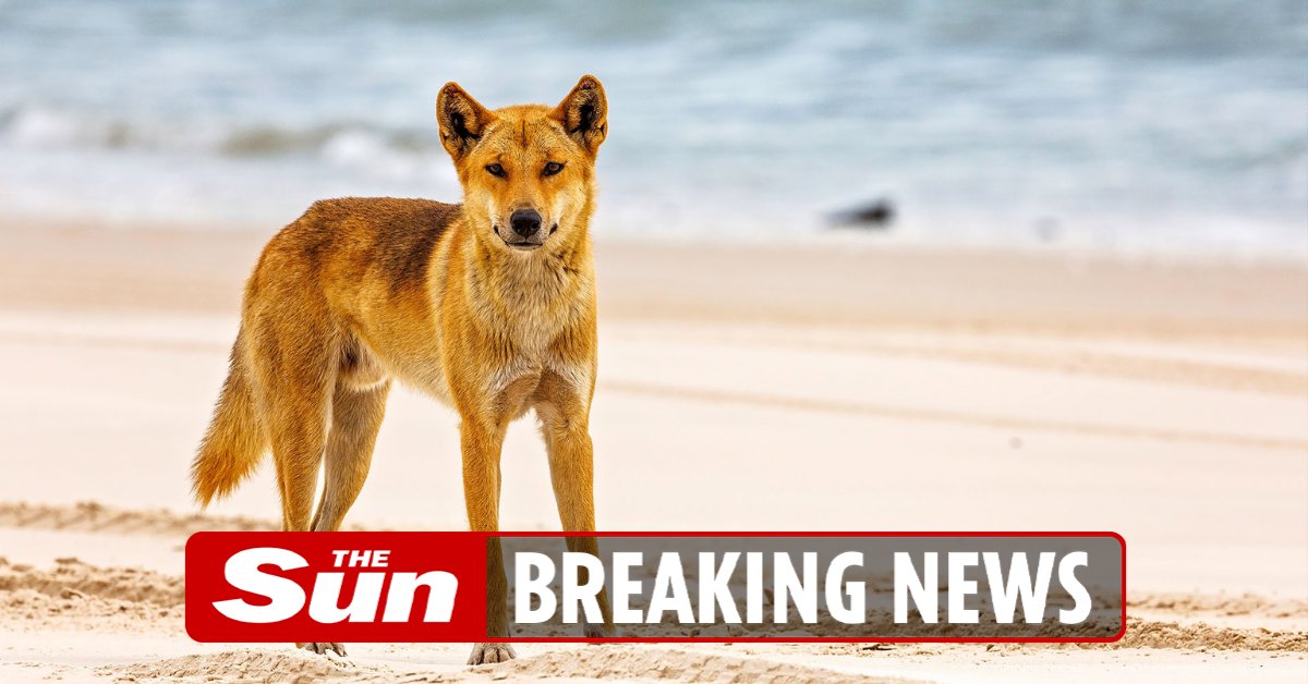 The Sun on Twitter "Boy bitten and dragged underwater by dingo in