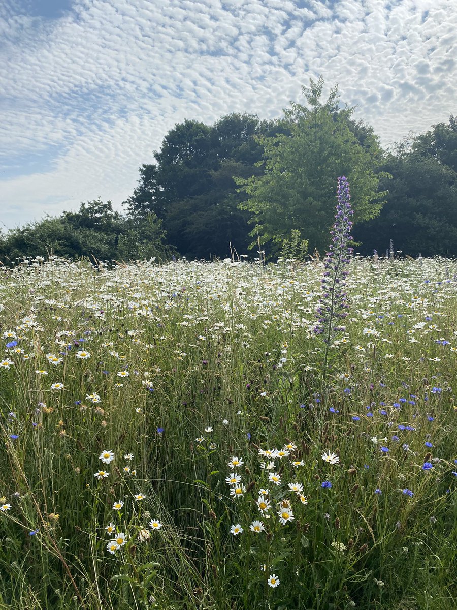 So spoilt with the incredible parks here in Chelmsford. I’m looking forward to working on ways to make them safer for women and girls through encouraging engagement 🌸