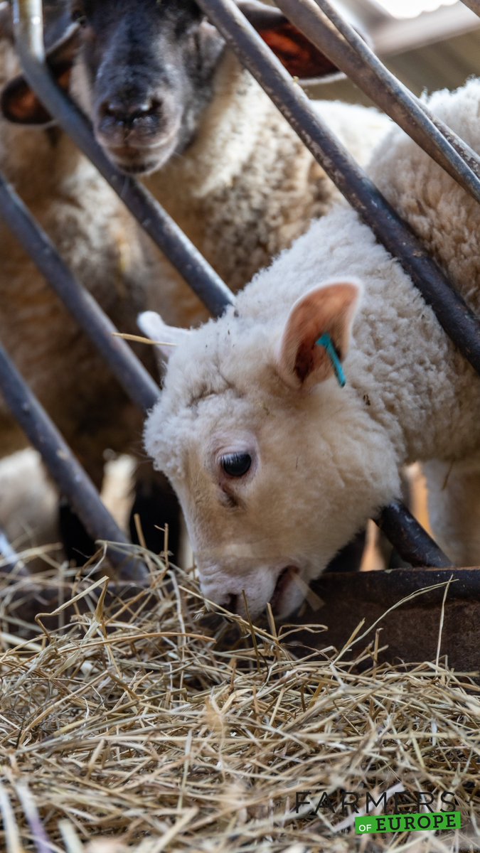 A quick visit to this sheep farm yesterday. The milk of about 70 milking sheep is turned into cheese and icecream. We only had a few minutes but we will soon return for an in depth visit.