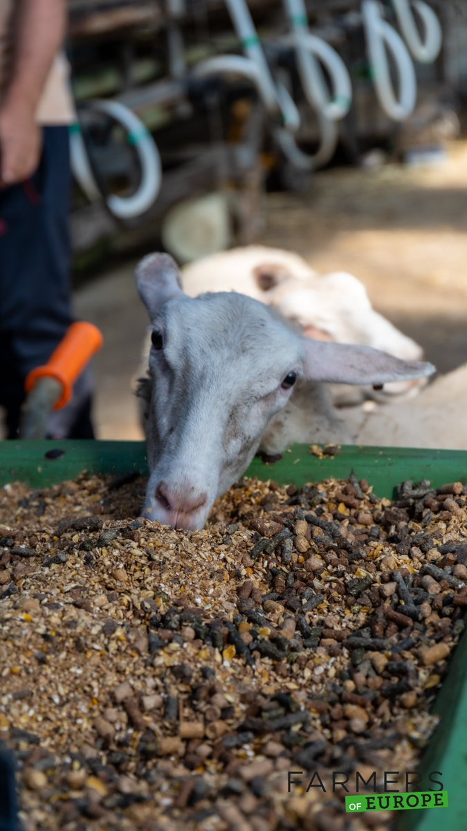 FarmersEurope's tweet photo. A quick visit to this sheep farm yesterday. The milk of about 70 milking sheep is turned into cheese and icecream. We only had a few minutes but we will soon return for an in depth visit. https://t.co/Xz8PLDXYQ0